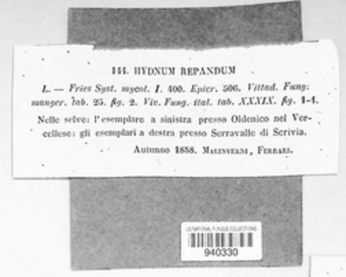 Hydnum repandum image